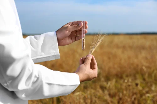 Researcher in a wheat field with test tube and wheat stalk - Is Sunscreen Gluten-Free? Safe Options & Key Ingredients 2026 - Zicail Researcher in a wheat field with test tube and wheat stalk - Is Sunscreen Gluten-Free? Safe Options & Key Ingredients 2026 - Zicail