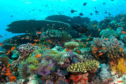 A vibrant coral reef teeming with diverse fish species highlighting the importance of reef safe sunscreen for marine protection - Reef-Safe Sunscreen: What It Means & How to Choose 2026 - Zicail