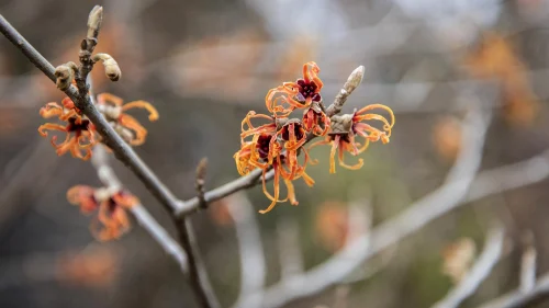 Delicate yellow witch hazel flowers valued in skincare - Witch Hazel: Benefits, Uses & Side Effects for Healthy Skin 2026 - Zicail