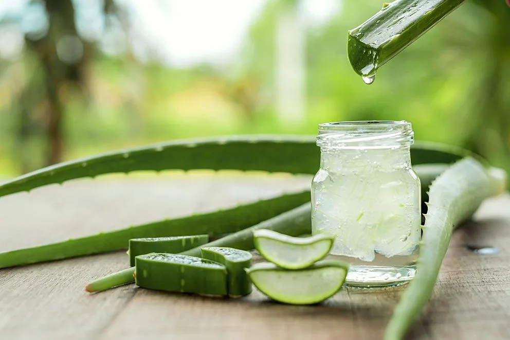 Aloe vera juice dripping into jar for skin use - Aloe Vera for Skin: Benefits, Uses & Safety Tips 2026 - Zicail Aloe vera juice dripping into jar for skin use - Aloe Vera for Skin: Benefits, Uses & Safety Tips 2026 - Zicail
