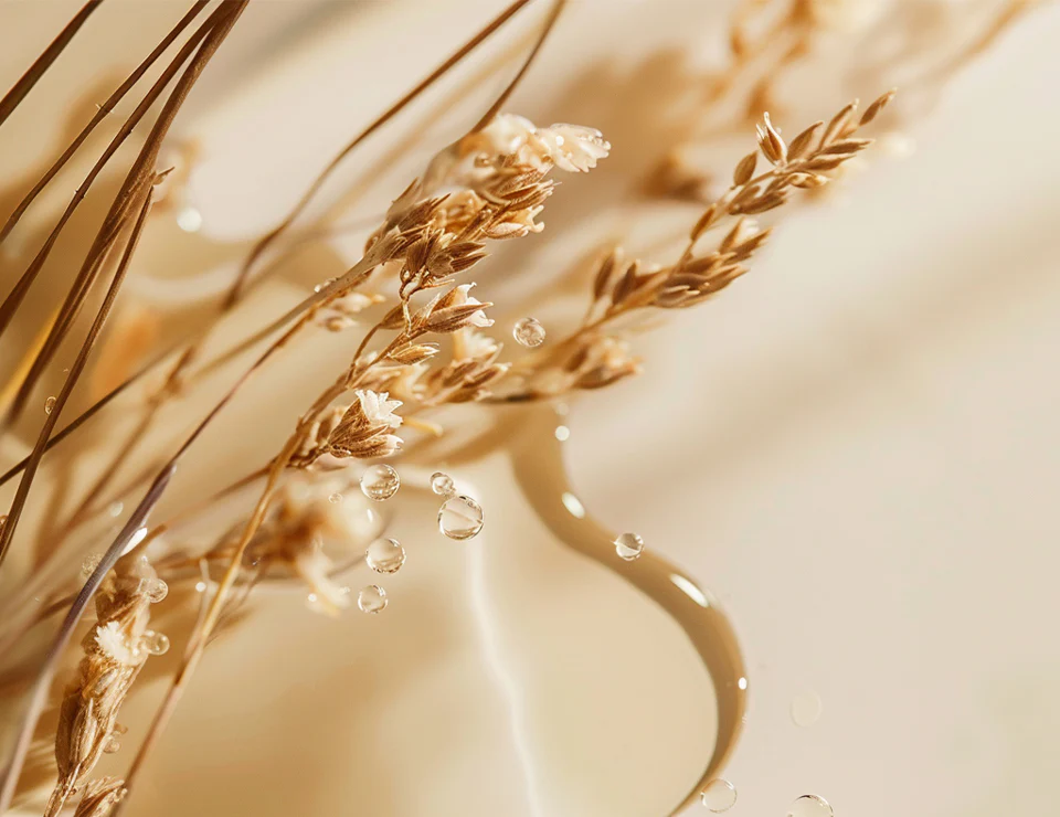 A soft textured background with water droplets on dried grass - Beta-Glucan in Skincare: Benefits & How to Use It 2026 - Zicail