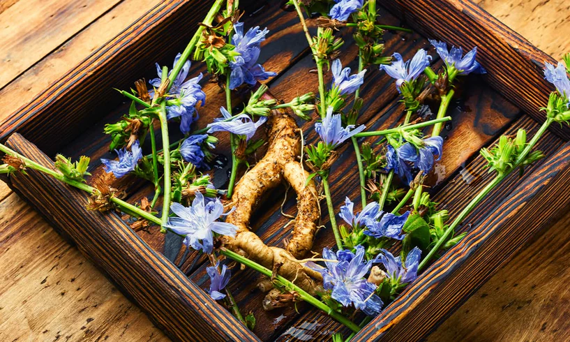 Chicory roots and flowers a source of Inulin - Inulin in Skincare: Benefits for Balanced Skin 2026 - Zicail Chicory roots and flowers a source of Inulin - Inulin in Skincare: Benefits for Balanced Skin 2026 - Zicail