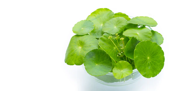 マデカソシド抽出に用いられるゴツコラ植物の葉 - スキンケアにおけるマデカソシド:効能と用途 2026 - Zicail マデカソシド抽出に用いられるゴツコラ植物の葉 - スキンケアにおけるマデカソシド:効能と用途 2026 - Zicail