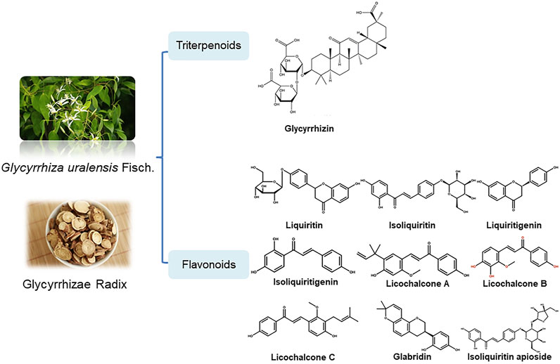 Licorice root plant and chemical structure of triterpenoids and flavonoids - Licorice Root for Skin: Benefits, Uses & Safety 2026 - Zicail Licorice root plant and chemical structure of triterpenoids and flavonoids - Licorice Root for Skin: Benefits, Uses & Safety 2026 - Zicail