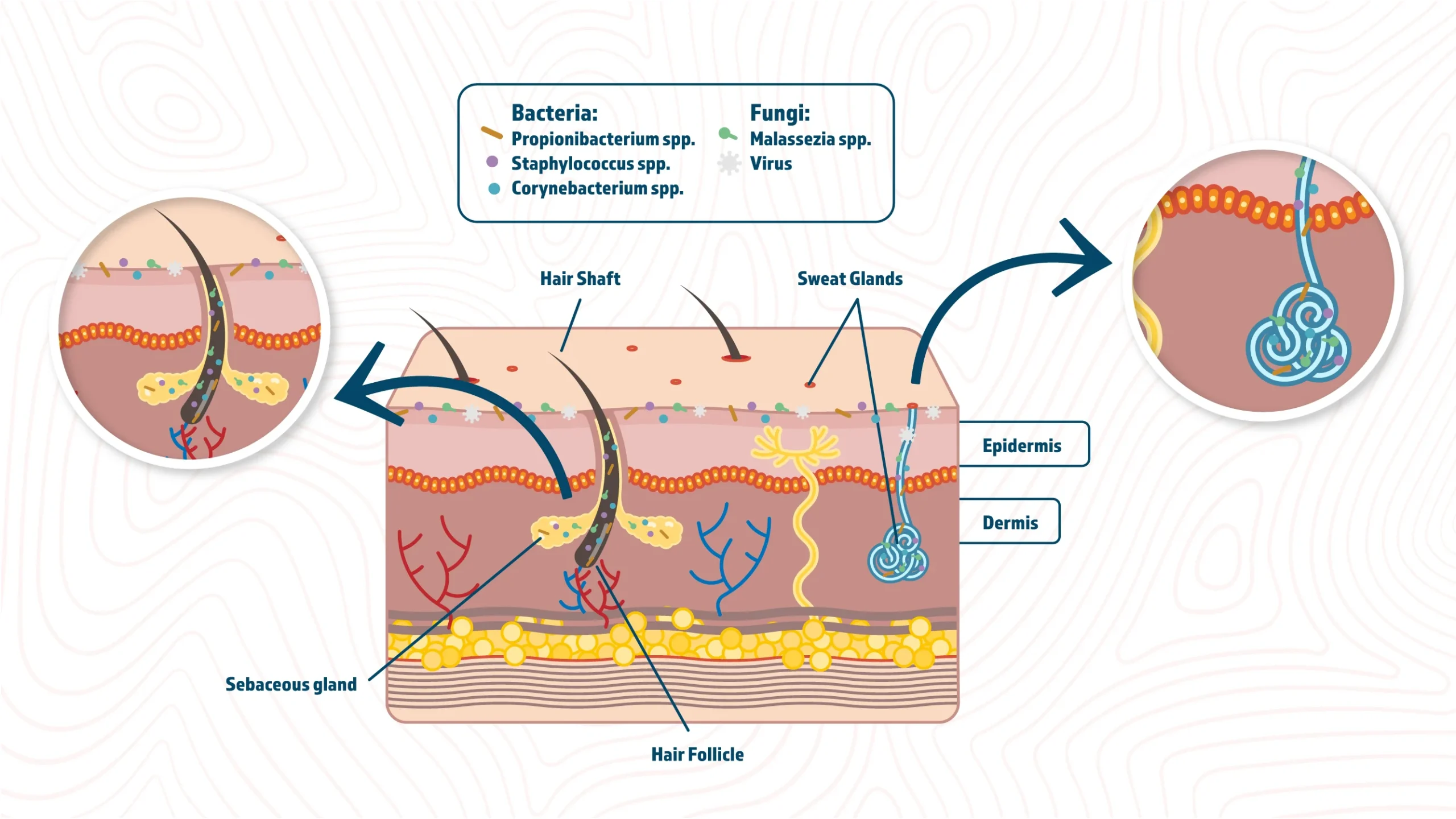 Skin layers diagram showing Inulins effect on microbiome - Inulin in Skincare: Benefits for Balanced Skin 2026 - Zicail Skin layers diagram showing Inulins effect on microbiome - Inulin in Skincare: Benefits for Balanced Skin 2026 - Zicail